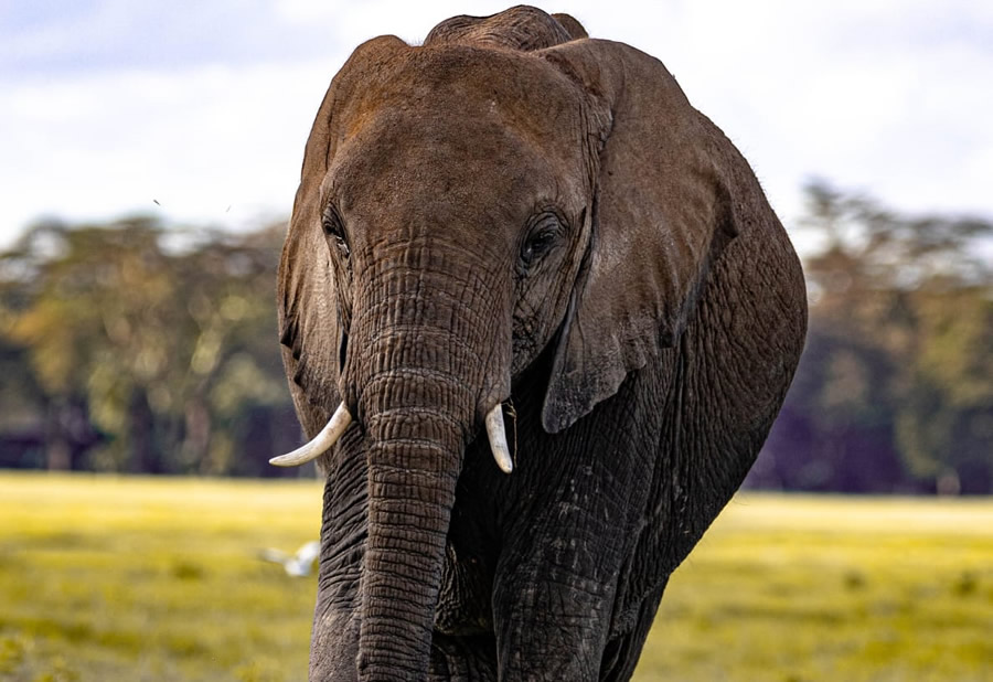 Amboseli N. Park