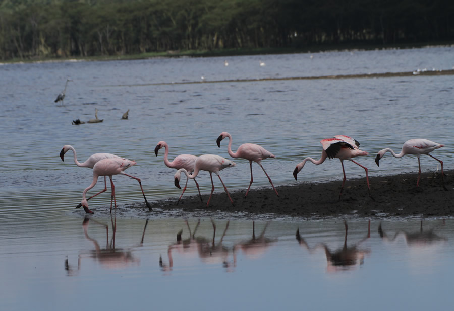 Lake Nakuru N. Park