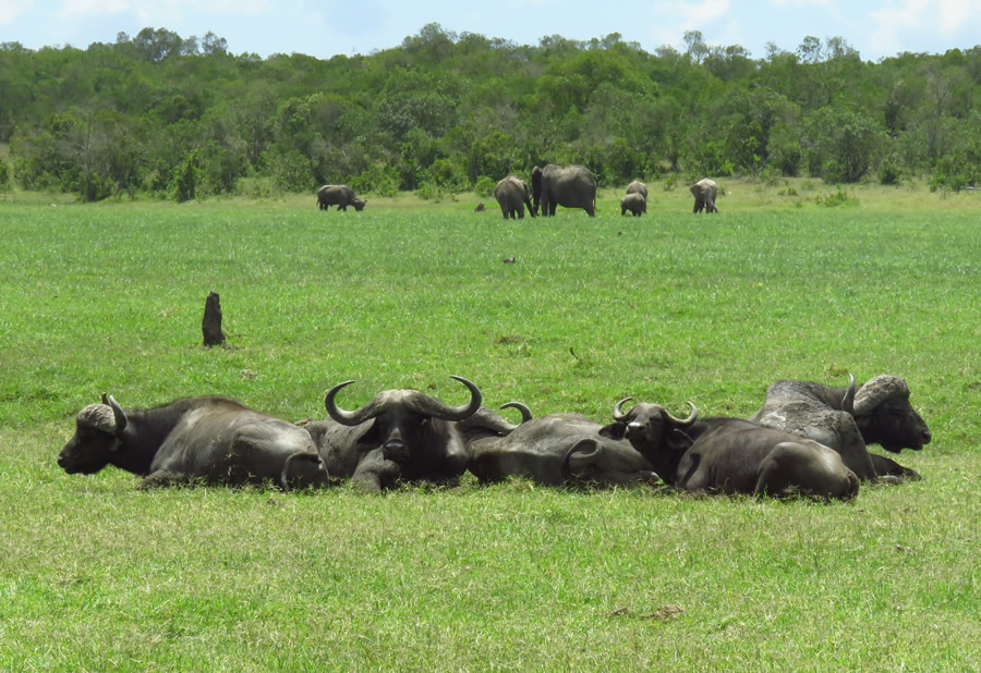 Ol Pejeta Conservancy