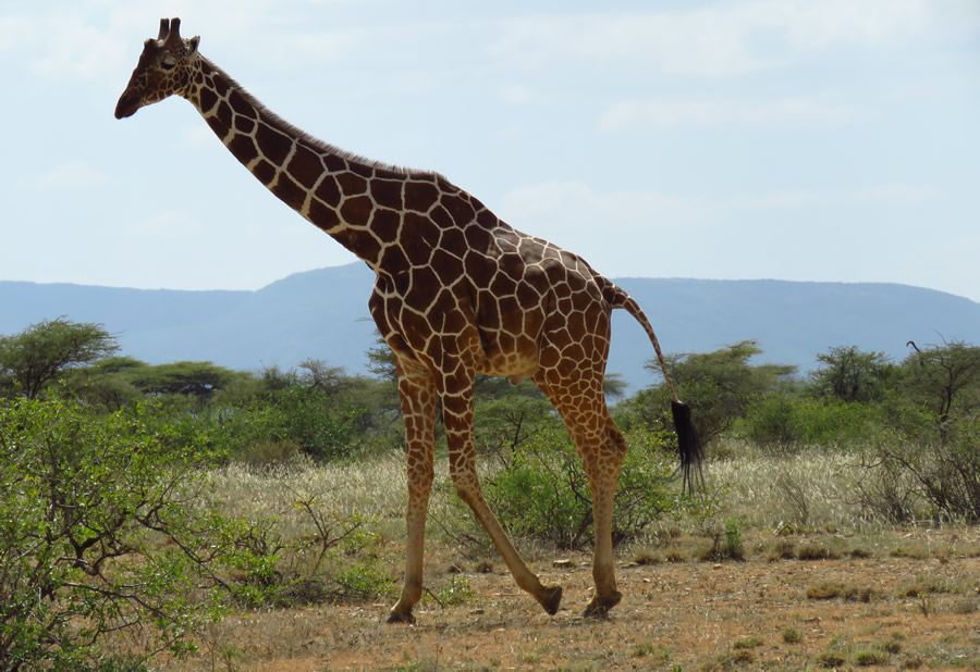 Samburu N. Reserve