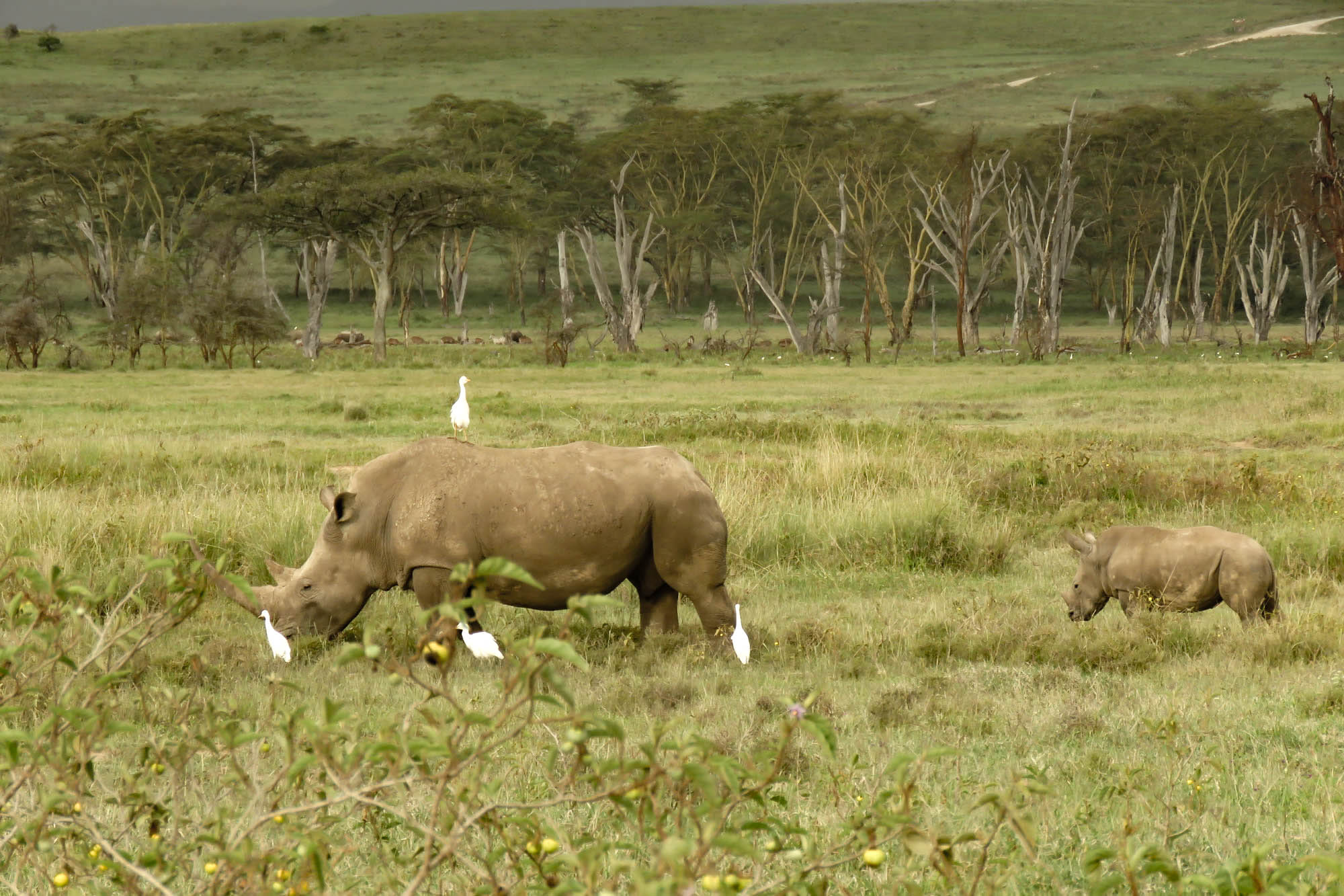 6 Days | Best of Kenya