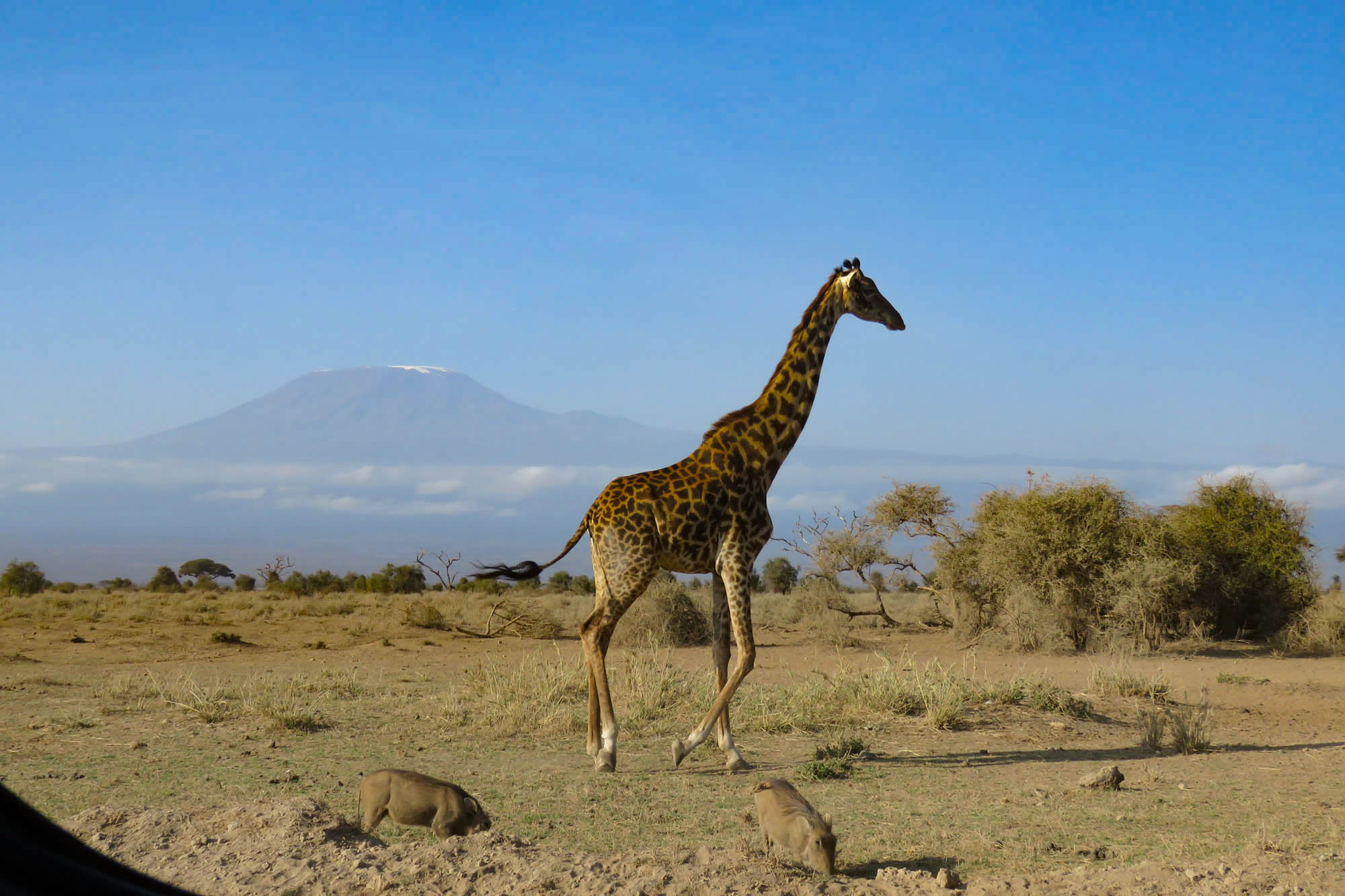 Amazing Amboseli