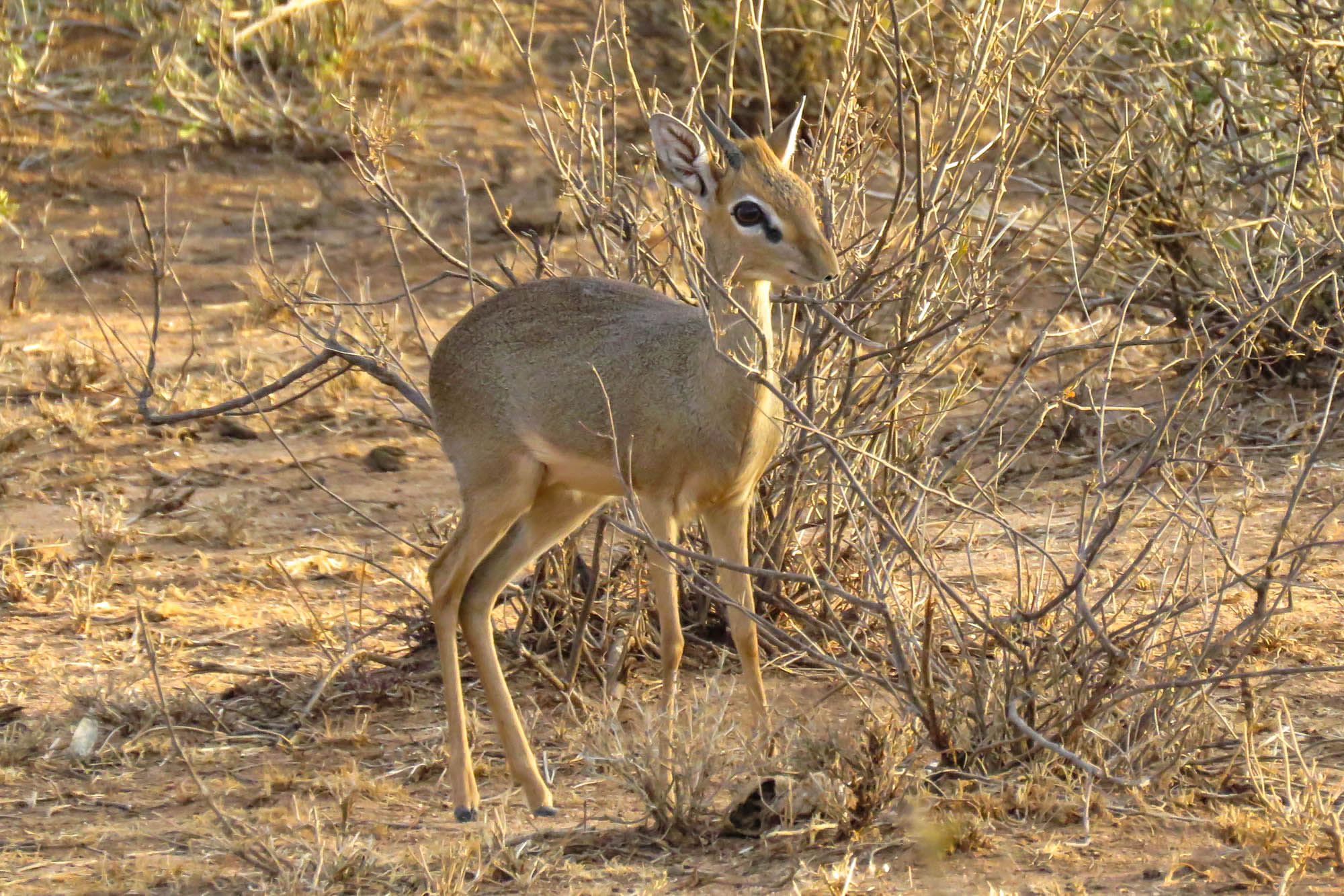 9 Days | Safari Dikdik