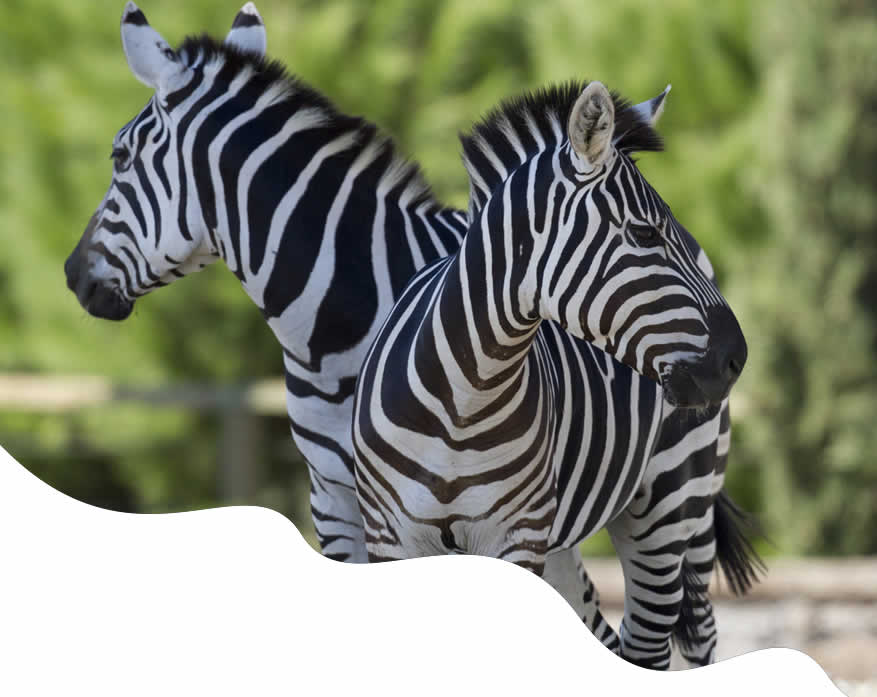 Giraffe Hills Tours