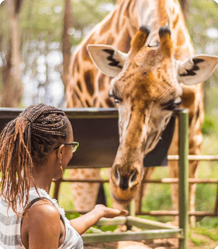 Excursions Safaris