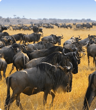 Migration Safaris