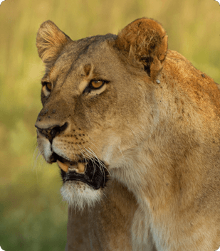 Wildlife Safaris