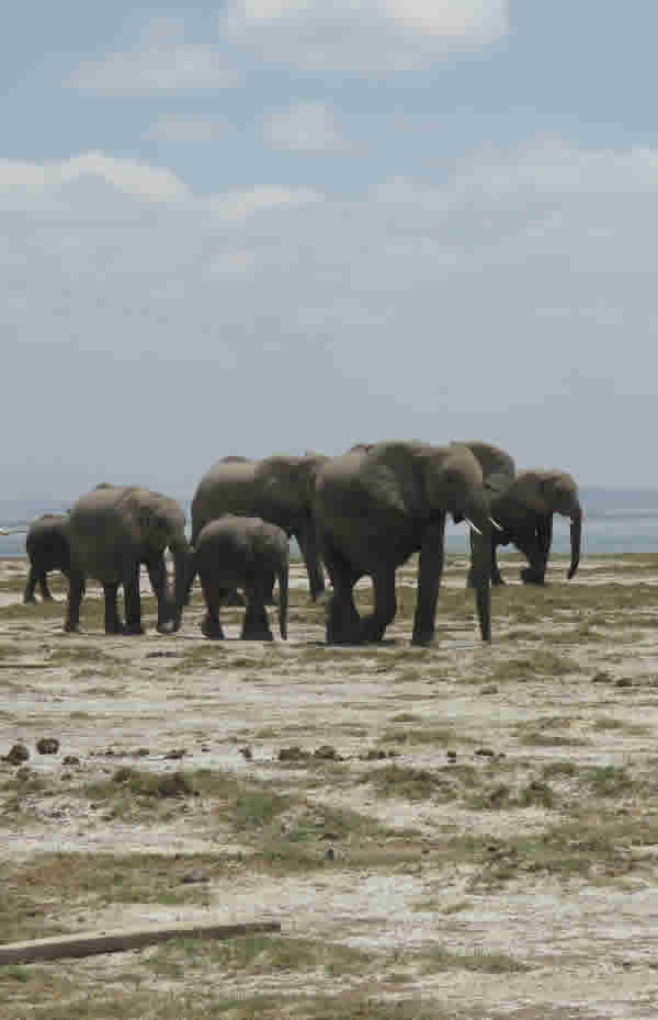 Elephant Herds