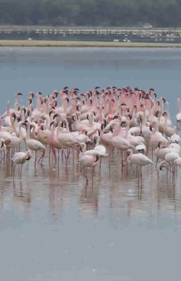Prolific Bird-life