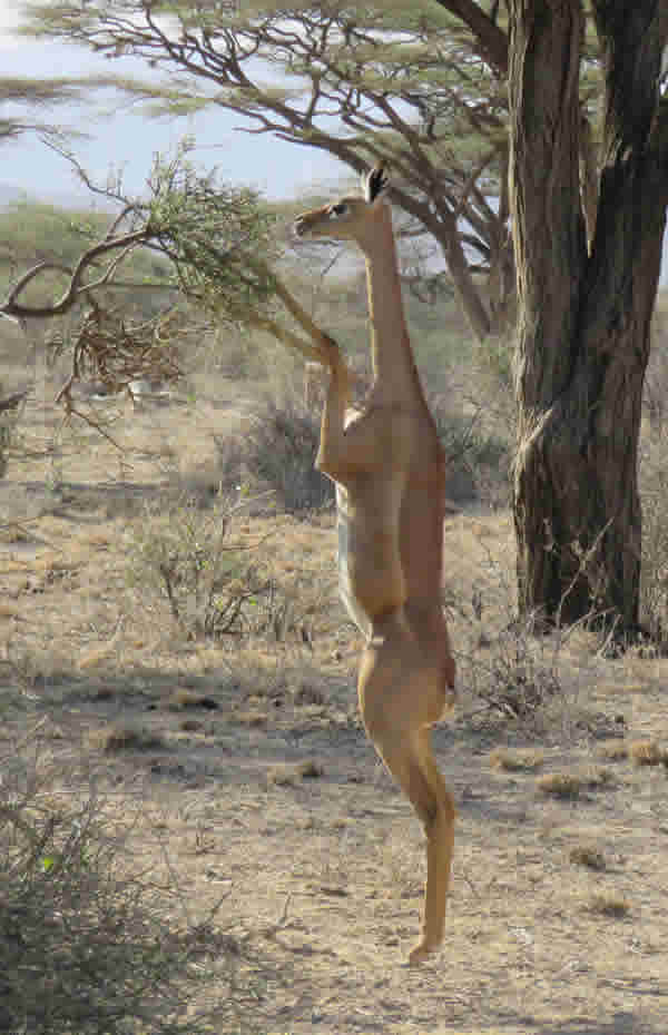 Gerenuk