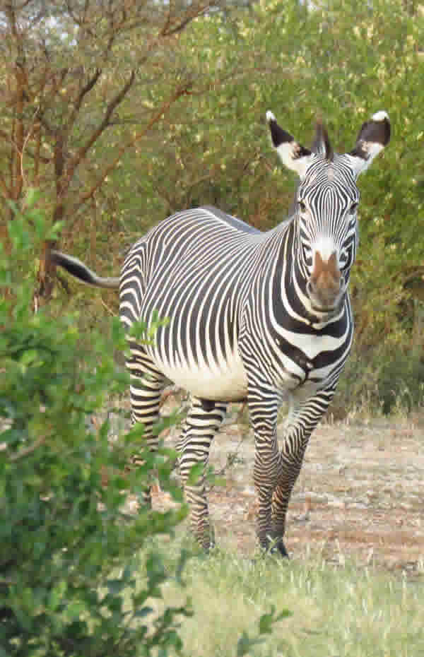 Grevy's Zebra