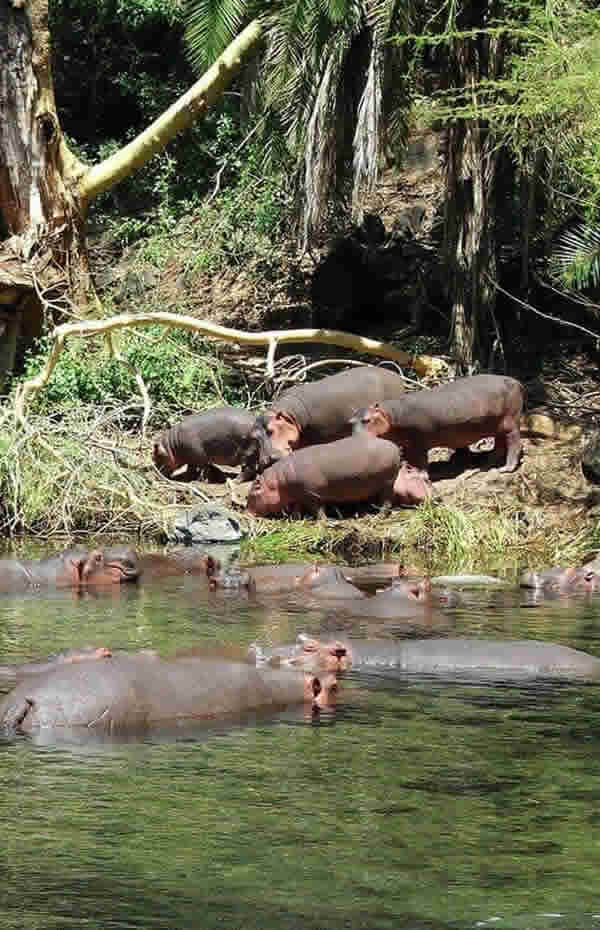 Mzima Springs