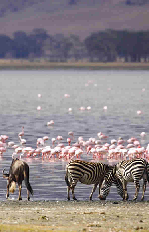 Flamingos