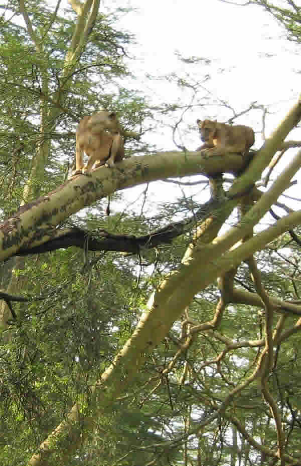 Tree Climbing Lions