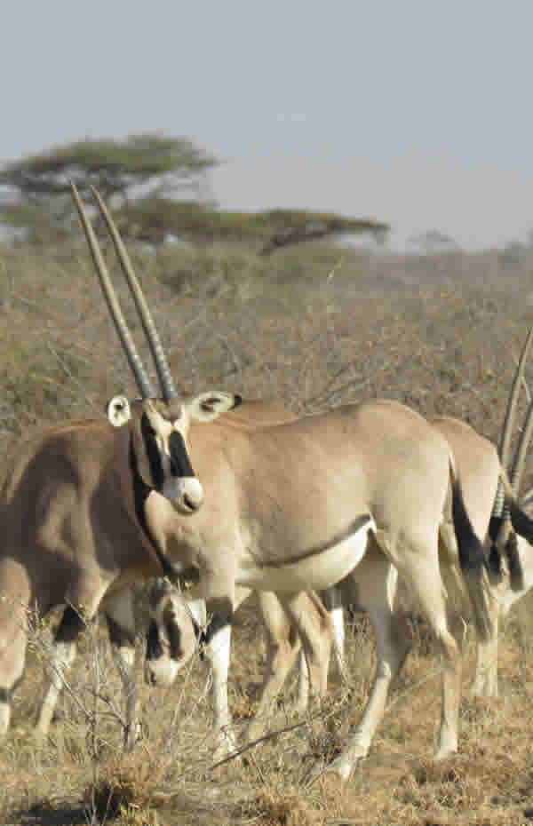 Beisa Oryx