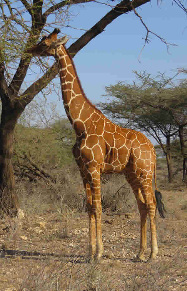 Reticulated Giraffe