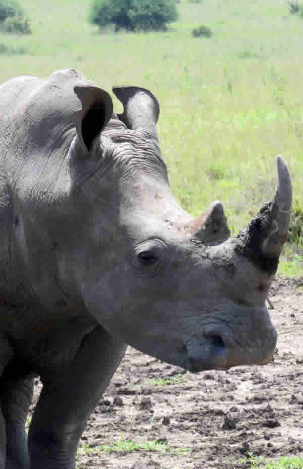 Black and White Rhinos