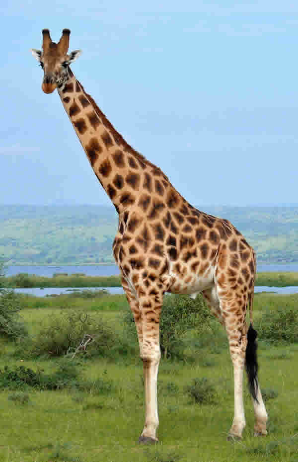 Rothschild Giraffe