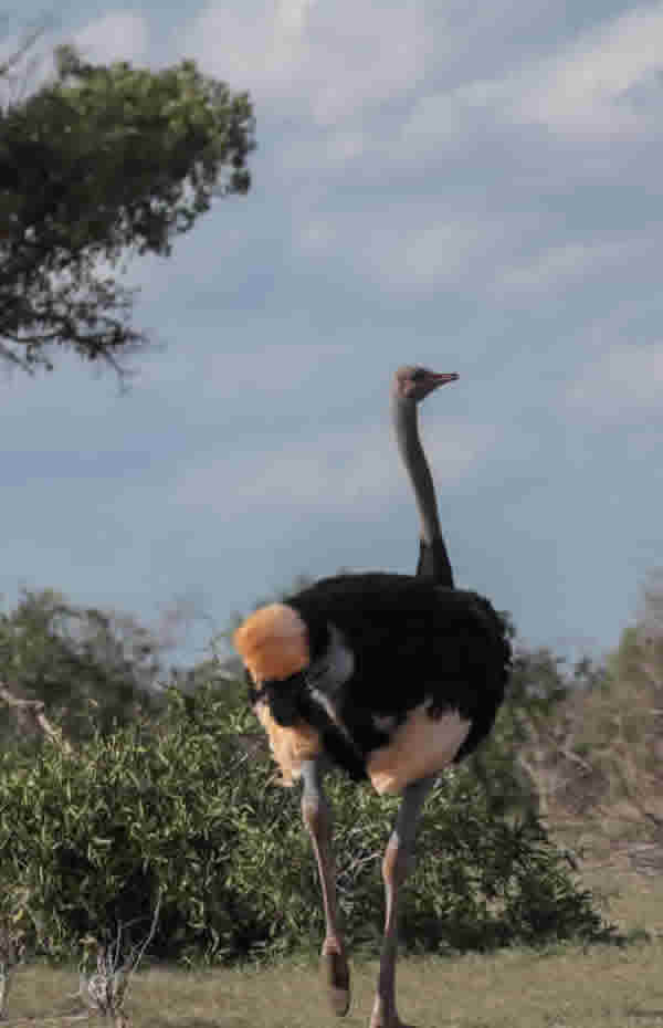 Somali Ostrich