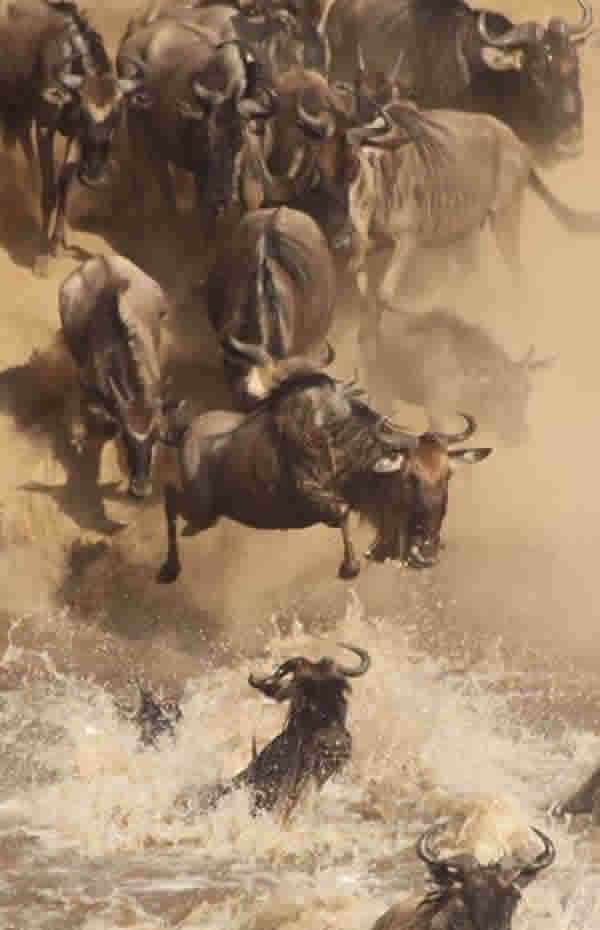 Wildebeest Migration