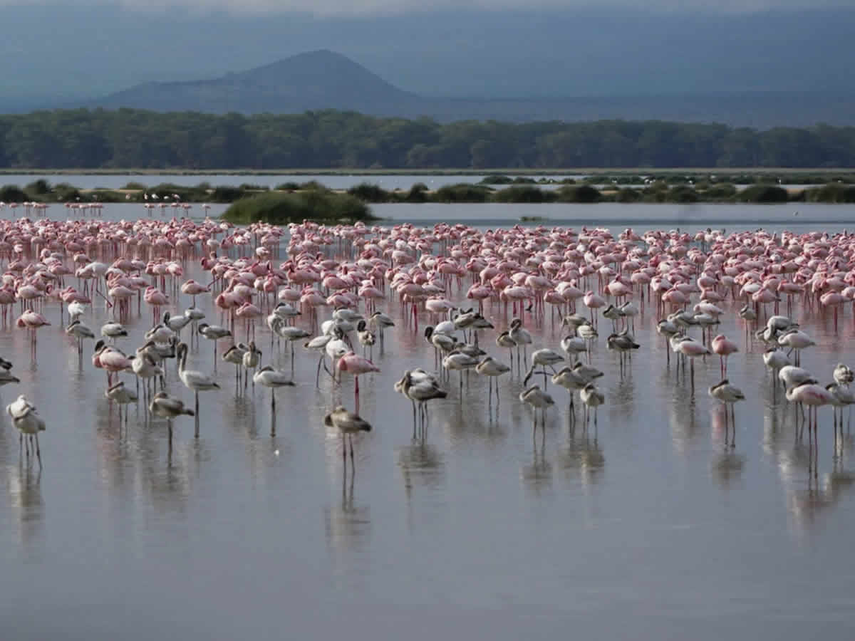 Best Kenya Safari Parks