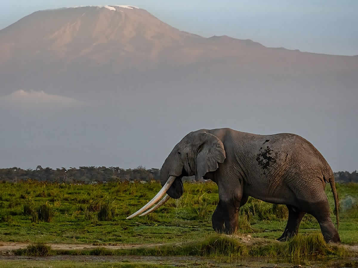 How Much Does a Kenya Safari Cost?