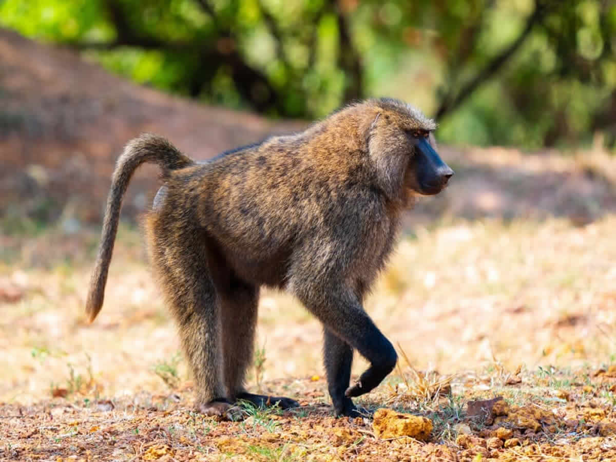 Kenya Safari Park Fees