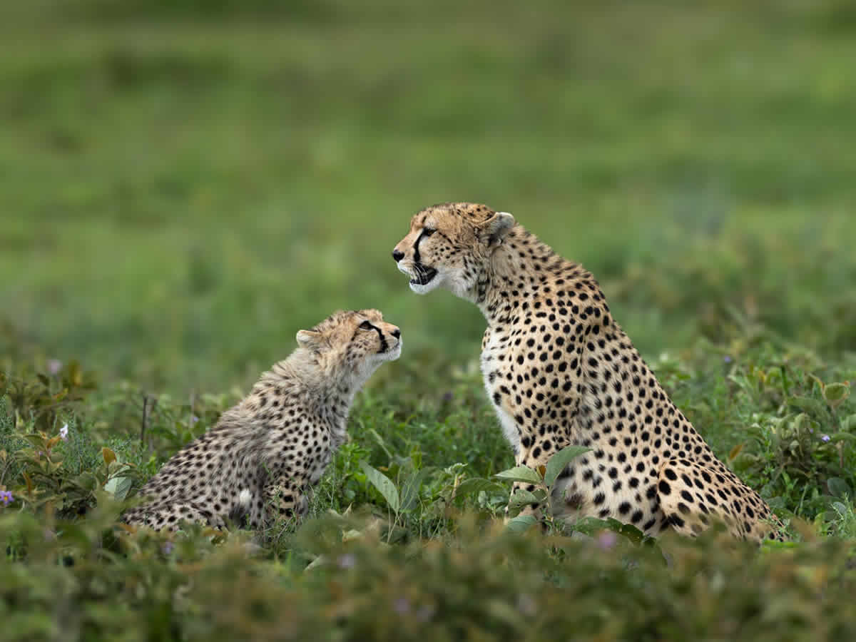 Kenya Safari With Children