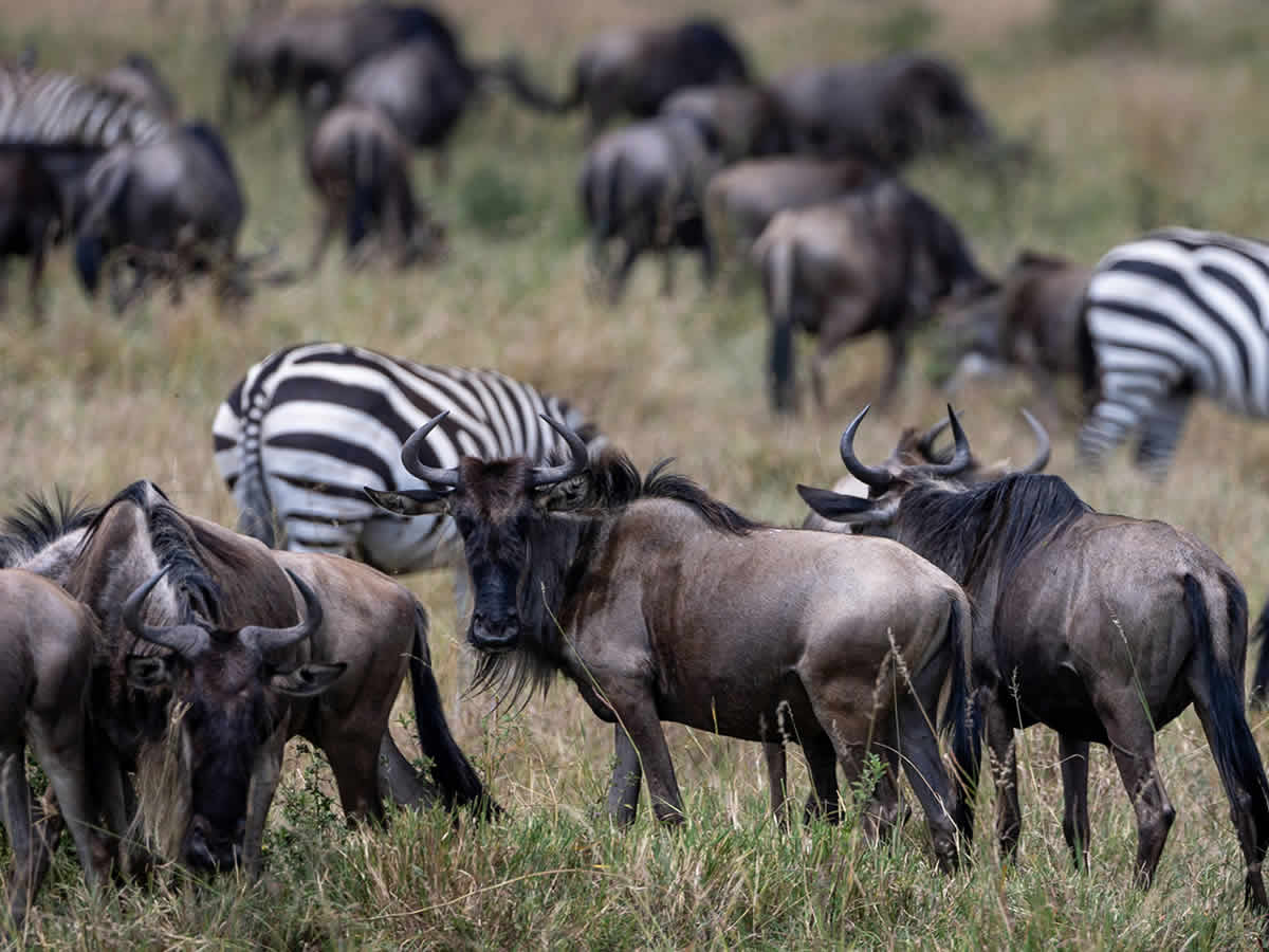 Maasai Mara Migration Guide
