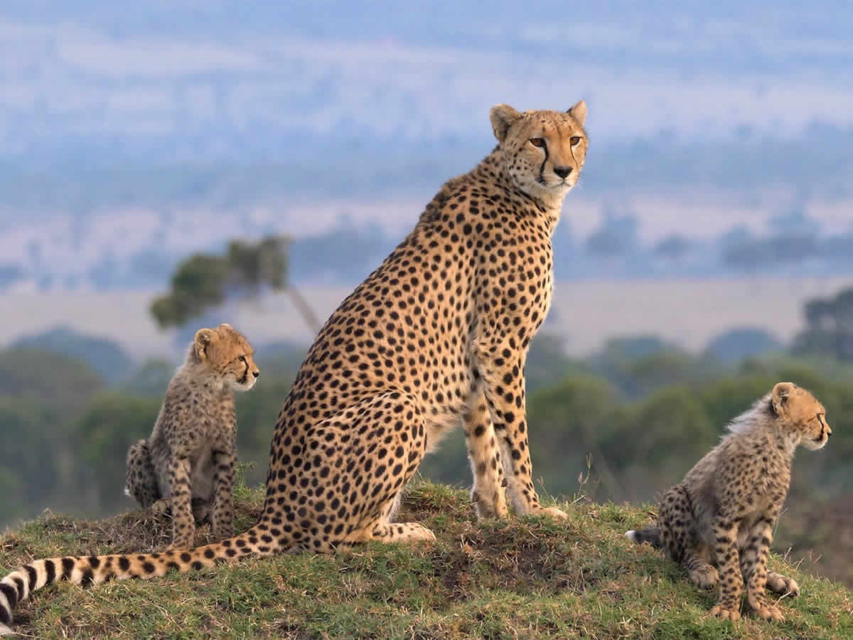 Maasai Mara vs Amboseli