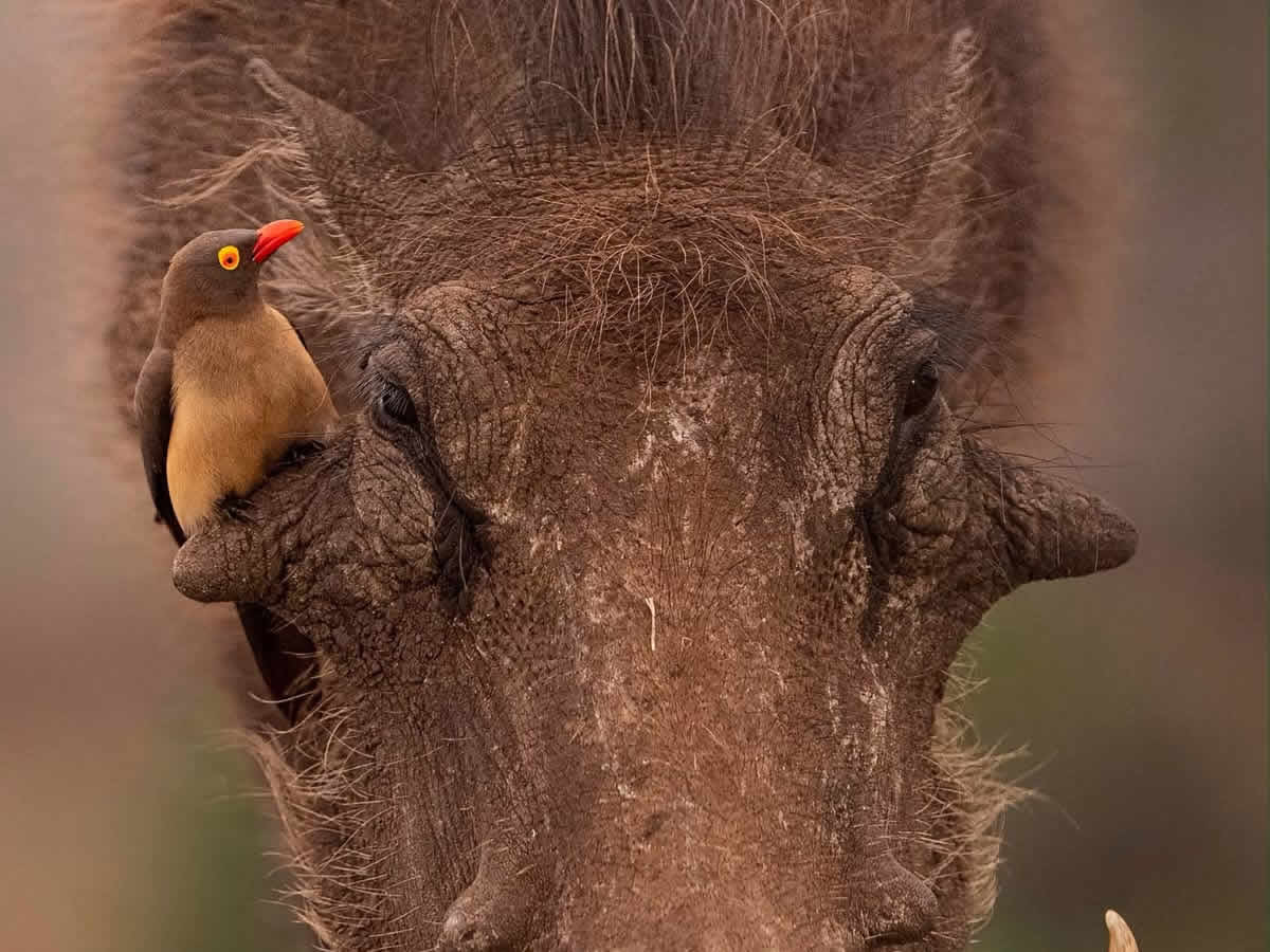 What to Expect on Your First Safari