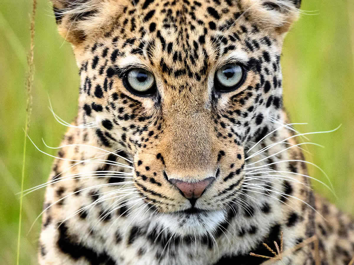Where to See the Big Five in Kenya
