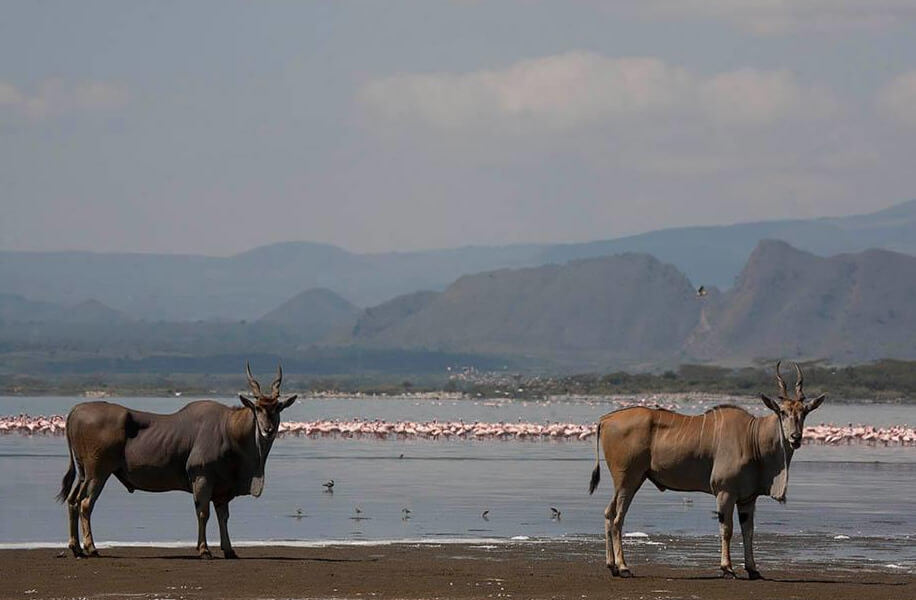 Maasai Mara and Lake Nakuru Safari