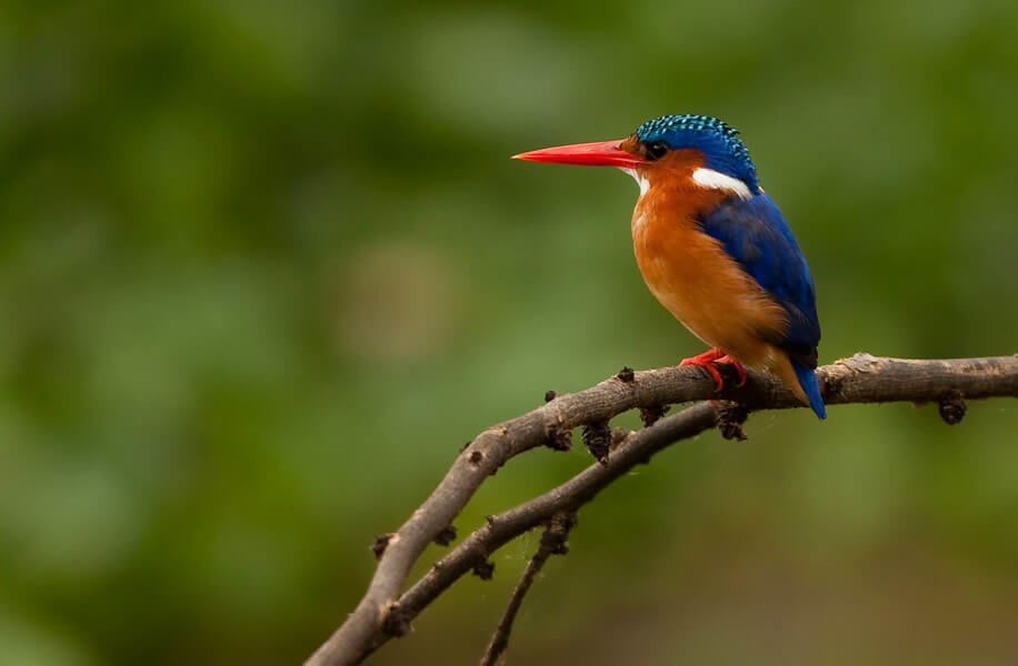 7 Days | Kenya Classic Wildlife and Lakes Safari