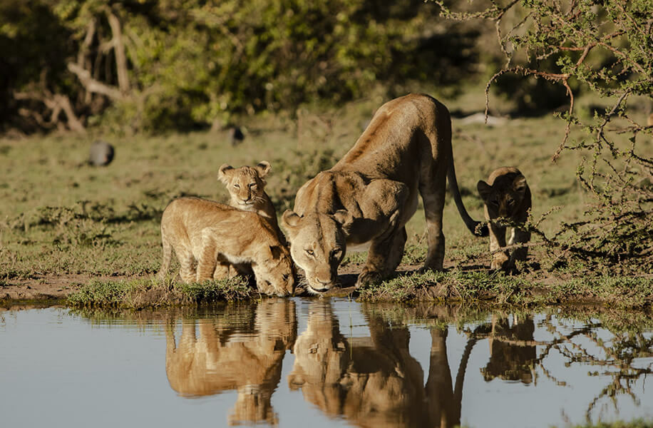 4 Days | Maasai Mara and Lake Nakuru Safari