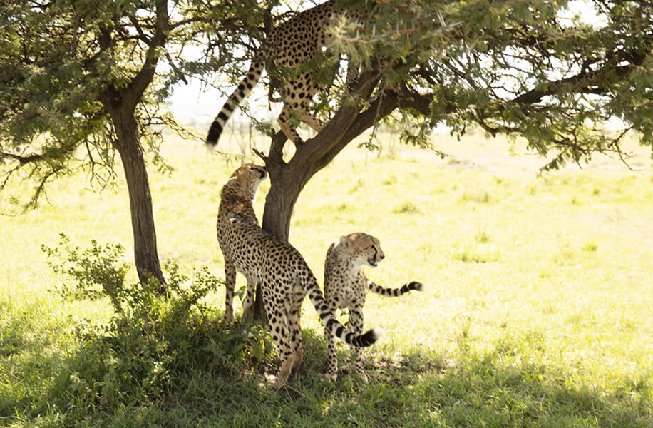 Maasai Mara - Lake Nakuru and Amboseli Safari