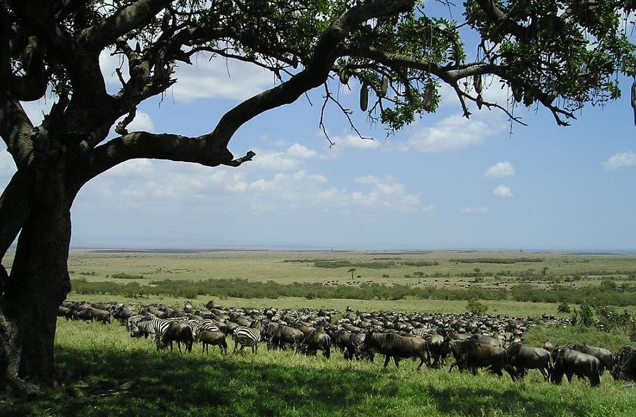 5 Days | Maasai Mara, Lake Nakuru and Lake Naivasha Safari