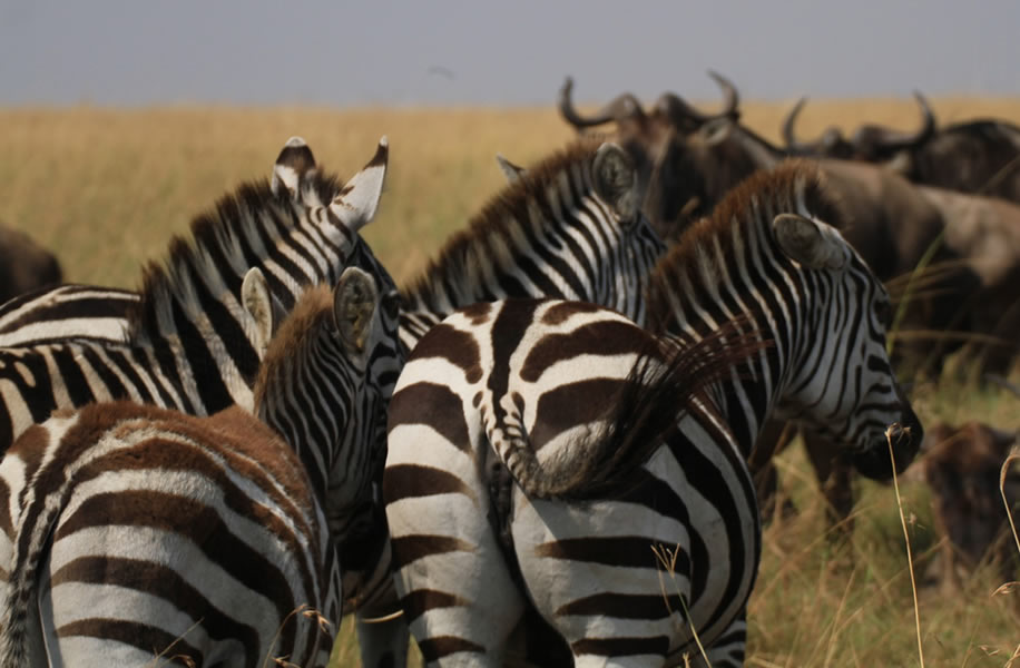 Maasai Mara Explorer Safari