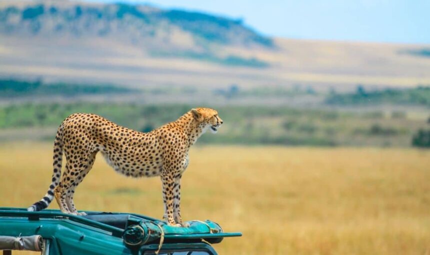The Timeless Beauty of Masai Mara